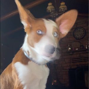 Meet your Posher, Zoey